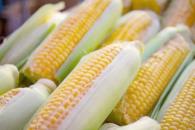 Prohíbe México el cultivo de maíz transgénico Prohíbe México el cultivo de maíz transgénico