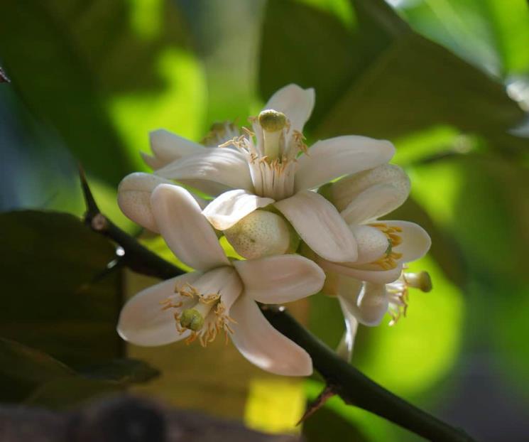 Flores comestibles: primavera puesta en el plato