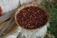 Aprueba Senado dictamen para proteger a productores de café Aprueba Senado dictamen para proteger a productores de café