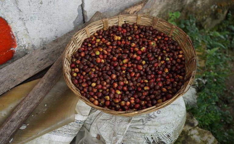 Aprueba Senado dictamen para proteger a productores de café