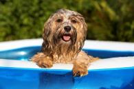 Lanzan veterinarios llamado a proteger a las mascotas del calor Lanzan veterinarios llamado a proteger a las mascotas del calor