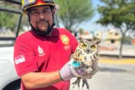 Protección Civil de Escobedo salva a búho de ser atropellado Protección Civil de Escobedo salva a búho de ser atropellado