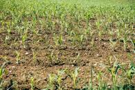 Sector agropecuario demanda más crédito, dice Bankaool Sector agropecuario demanda más crédito, dice Bankaool