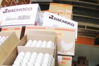 Bachoco alerta por intentos de fraude con ofertas falsas de empleo