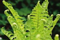 Plantas efectivas contra el calor Plantas efectivas contra el calor