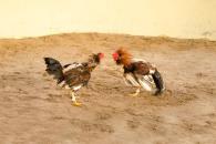 Exigen parar pelea de gallos convocada por una primaria
