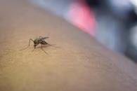 Reporta SSA 2 mil 432 casos de dengue; hay 6 muertos Reporta SSA 2 mil 432 casos de dengue; hay 6 muertos