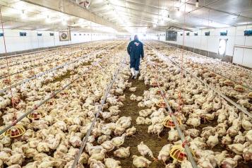 Ssa reporta primer caso humano de influenza aviar H5N1