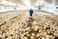 Confirma Ssa primer caso humano de influenza aviar Confirma Ssa primer caso humano de influenza aviar