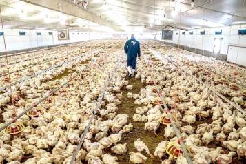 Confirma Ssa primer caso humano de influenza aviar