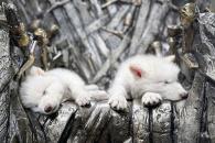 Reviven científicos especie de lobo terrible extinto