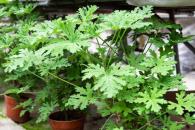 Plantas para ahuyentar a los mosquitos Plantas para ahuyentar a los mosquitos