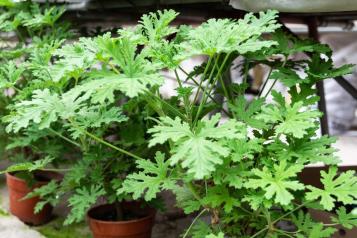 Plantas para ahuyentar a los mosquitos