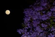 Luna Rosa 2025: así se vio el fenómeno astronómico en México Luna Rosa 2025: así se vio el fenómeno astronómico en México
