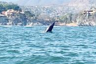 Protegerá Semar a ballena jorobada y ballenato en Guerrero Protegerá Semar a ballena jorobada y ballenato en Guerrero
