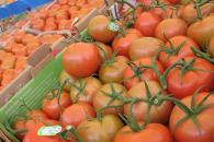 EU impondrá aranceles del 20.91% al tomate mexicano EU impondrá aranceles del 20.91% al tomate mexicano
