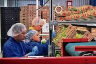 Temen despidos por aranceles al jitomate Temen despidos por aranceles al jitomate