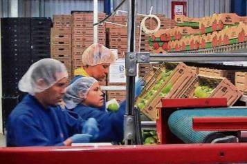 Temen despidos por aranceles al jitomate