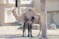 Invitan a conocer a nuevos habitantes del Zoológico La Pastora Invitan a conocer a nuevos habitantes del Zoológico La Pastora