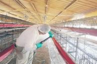 Registra Nuevo León brote de Gripe Aviar en granja de Marín Registra Nuevo León brote de Gripe Aviar en granja de Marín