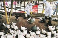 Detectan influenza aviar AH7N3 en granja comercial de NL Detectan influenza aviar AH7N3 en granja comercial de NL
