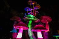 Picnic nocturno bioluminiscente en Chapultepec Picnic nocturno bioluminiscente en Chapultepec