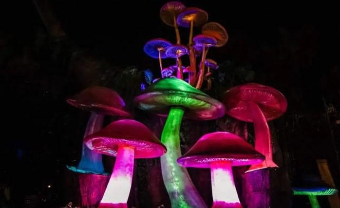 Picnic nocturno bioluminiscente en Chapultepec
