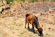 Reportan a Anáhuac con sequía extrema Reportan a Anáhuac con sequía extrema