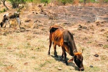 Reportan a Anáhuac con sequía extrema