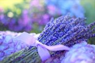 Ola de calor; plantas aromáticas que alejan las chinches de tu casa Ola de calor; plantas aromáticas que alejan las chinches de tu casa