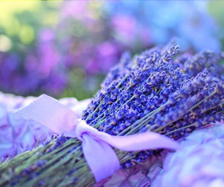 Ola de calor; plantas aromáticas que alejan las chinches de tu casa Ola de calor; plantas aromáticas que alejan las chinches de tu casa