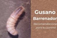 Activan foco de atención tras caso de miasis cutánea humana Activan foco de atención tras caso de miasis cutánea humana