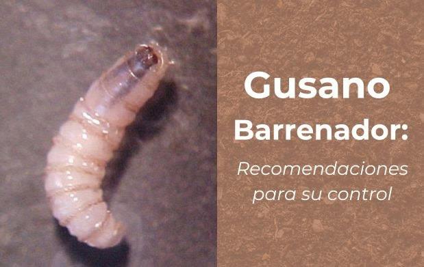 Activan foco de atención tras caso de miasis cutánea humana