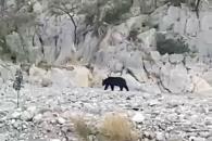 Cierran La Huasteca por la presencia de un oso Cierran La Huasteca por la presencia de un oso