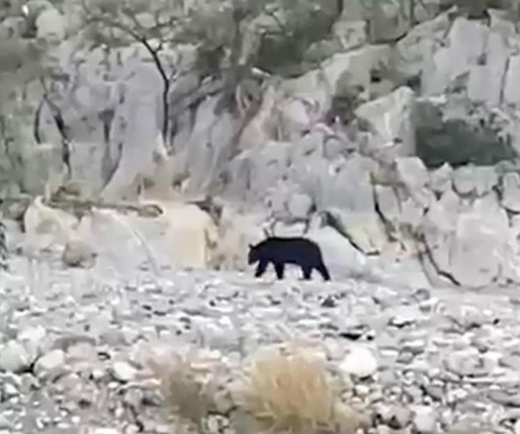 Cierran La Huasteca por la presencia de un oso
