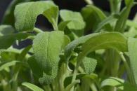 La planta que estabiliza la glucosa; ayuda a proteger el cerebro La planta que estabiliza la glucosa; ayuda a proteger el cerebro