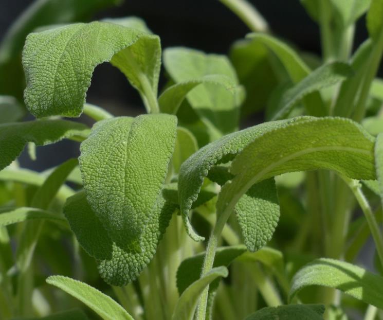 La planta que estabiliza la glucosa; ayuda a proteger el cerebro La planta que estabiliza la glucosa; ayuda a proteger el cerebro