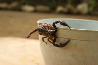 Aprende a diferenciar alacranes peligrosos de los inofensivos Aprende a diferenciar alacranes peligrosos de los inofensivos