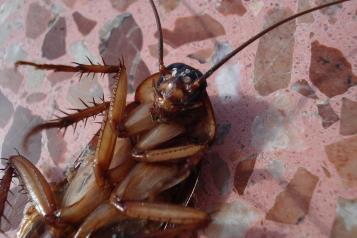¿Por qué hay cucarachas en mi hogar si está limpio? Esto dice la IA