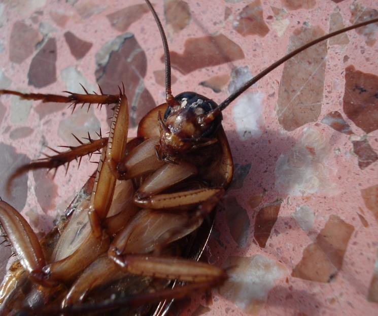 ¿Por qué hay cucarachas en mi hogar si está limpio? Esto dice la IA ¿Por qué hay cucarachas en mi hogar si está limpio? Esto dice la IA