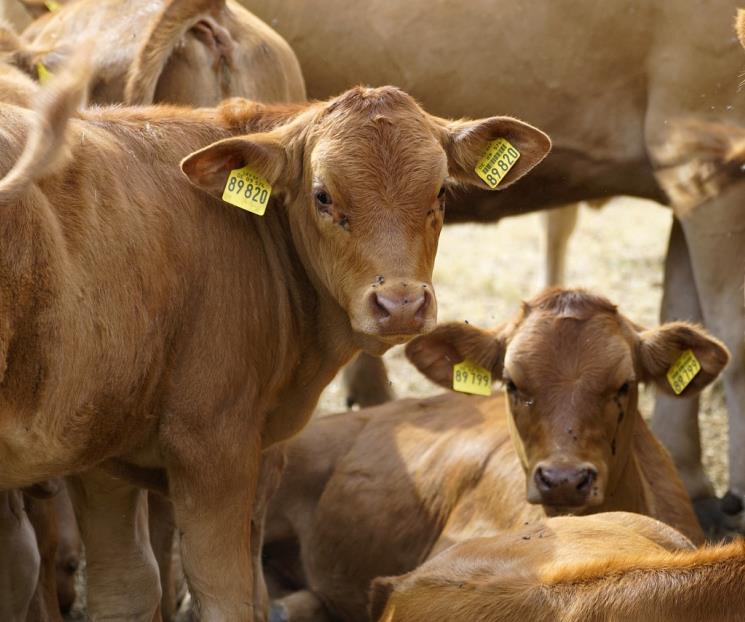 Aumentan precios de carne y ganado por sequía y gusano barrenador Aumentan precios de carne y ganado por sequía y gusano barrenador