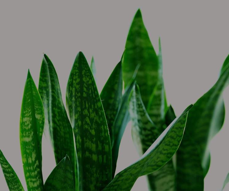 Esta planta purifica el aire y ayuda a conciliar el sueño Esta planta purifica el aire y ayuda a conciliar el sueño