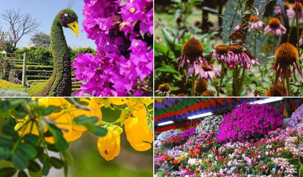 Descubre los 4 destinos florales imperdibles en Puebla Descubre los 4 destinos florales imperdibles en Puebla