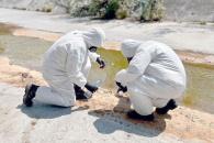 Investigan presunta muerte de especies a causa de derrame Investigan presunta muerte de especies a causa de derrame