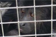 Profepa inicia acciones para proteger a primates del calor Profepa inicia acciones para proteger a primates del calor