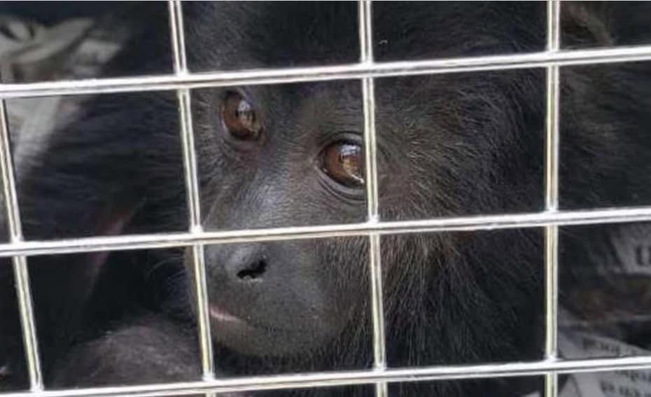 Profepa inicia acciones para proteger a primates del calor Profepa inicia acciones para proteger a primates del calor