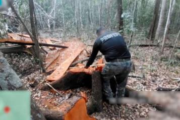 Descubre Profepa indicios de tala ilegal en reserva de Calakmul