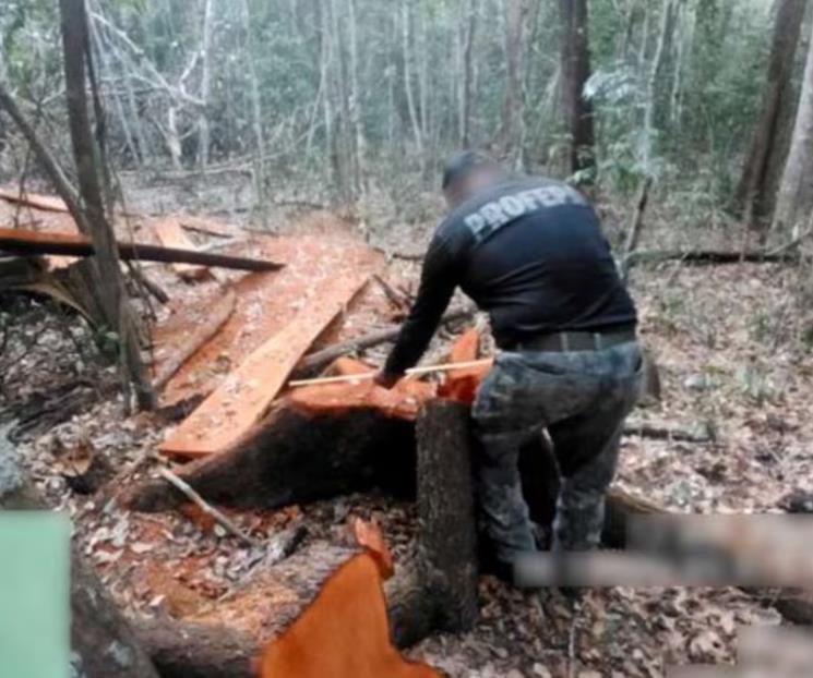 Descubre Profepa indicios de tala ilegal en reserva de Calakmul Descubre Profepa indicios de tala ilegal en reserva de Calakmul