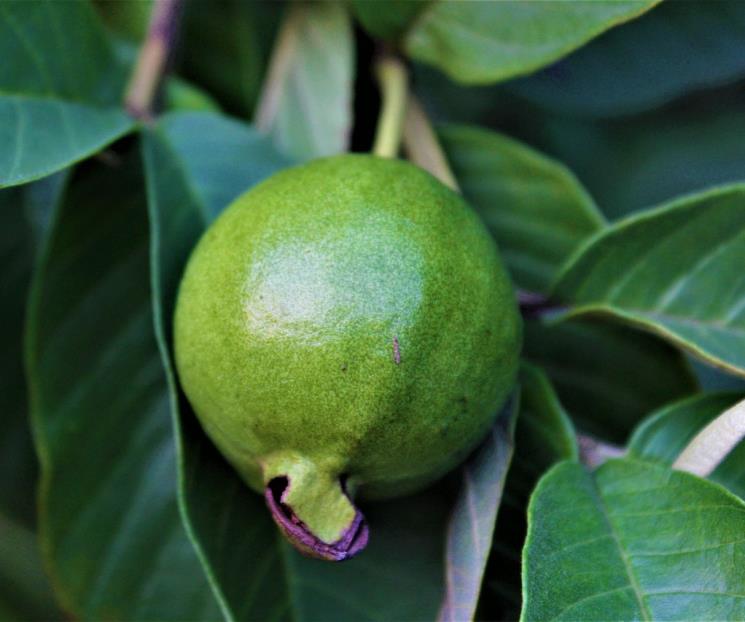 Cómo combatir el acné con hojas de guayaba Cómo combatir el acné con hojas de guayaba
