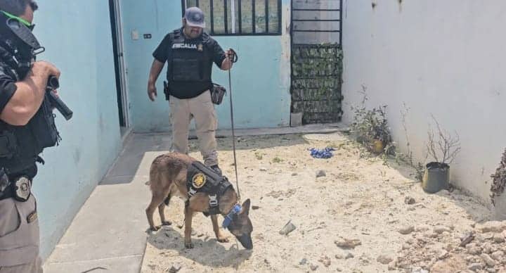 Luego de realizar un cateo en un domicilio señalado como punto de venta de droga, agentes ministeriales localizaron el cuerpo de un hombre sepultado en el patio, en El Carmen.